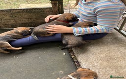 Border Terrier dogs for sale: Border Terrier Puppies - Image 12