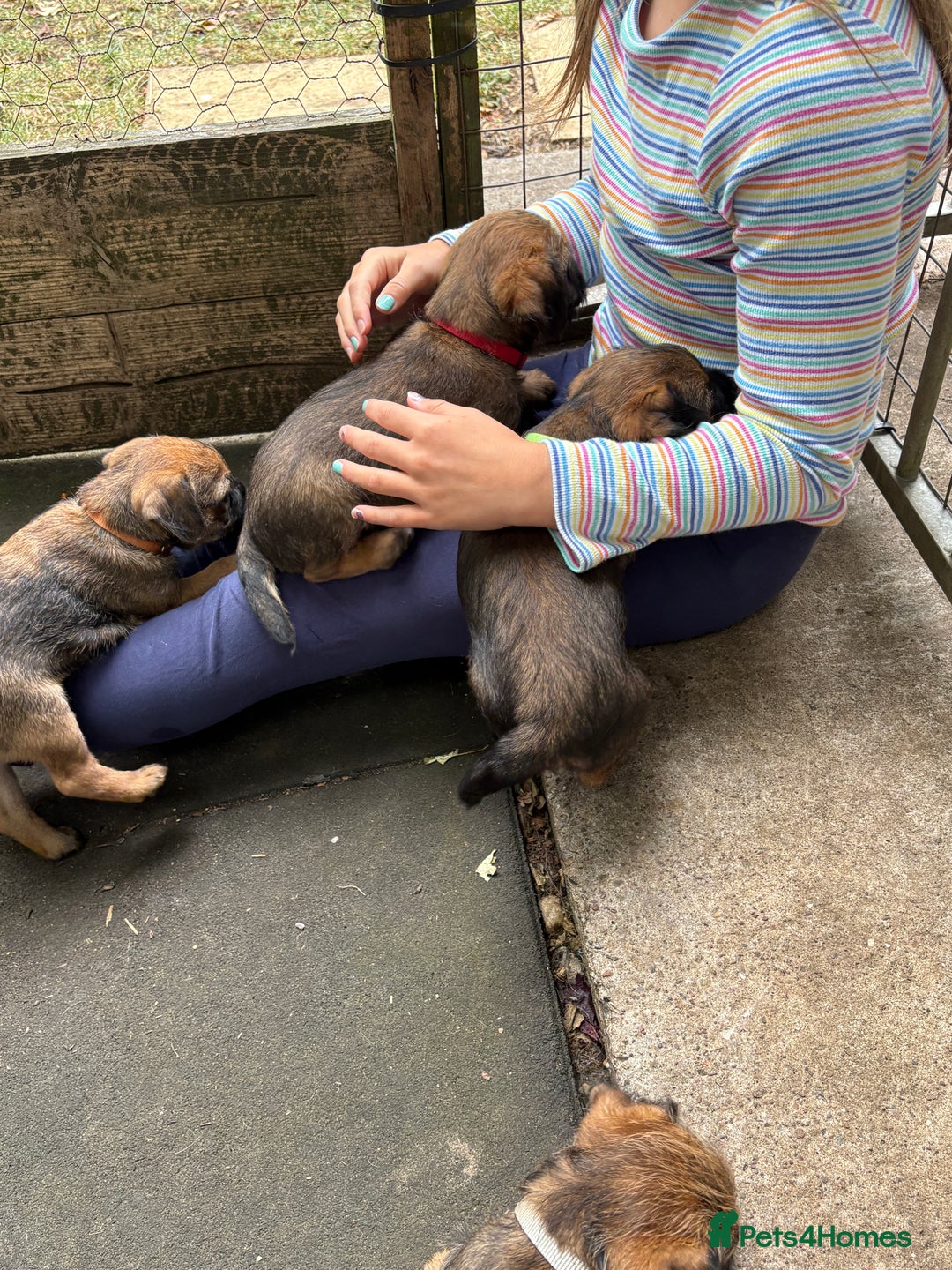 Border Terrier dogs for sale: Border Terrier Puppies - Image 12