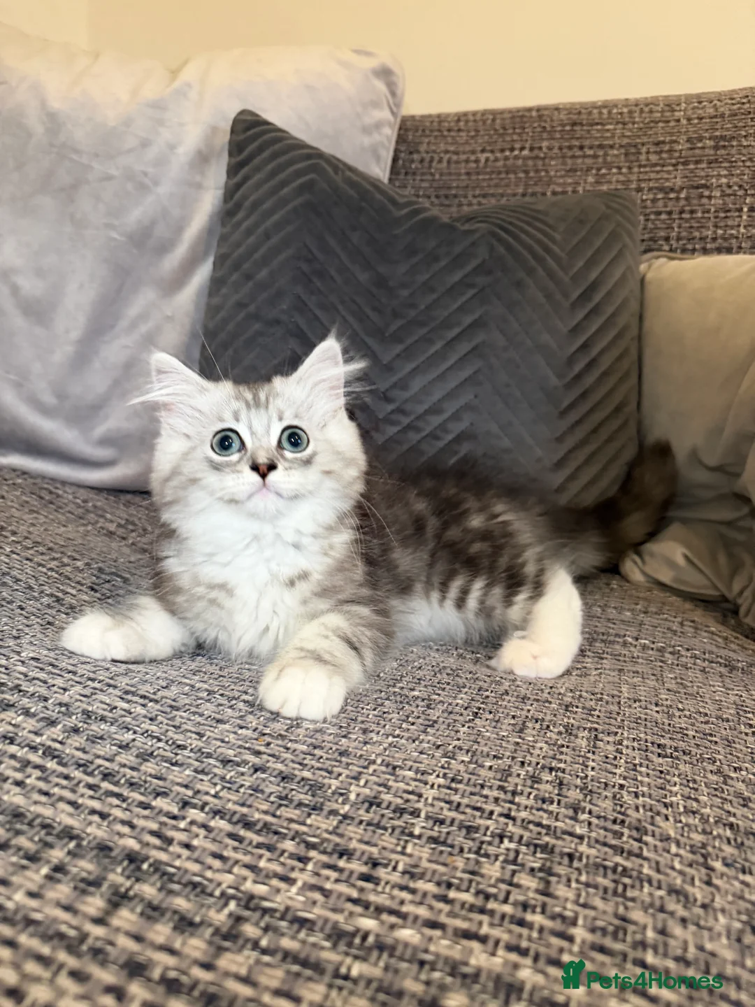 Mixed Breed cats for sale: Stunning Long Haired Chinchilla Ragdoll X Persian - Advert 32