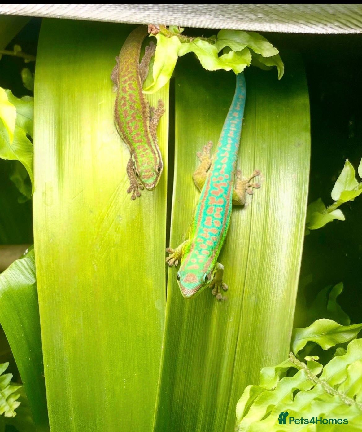 Gecko reptiles Mauritian Blue Tailed Day Gecko p. Cepediana  - Advert 20