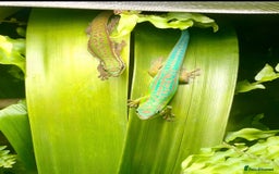Gecko reptiles for sale: Mauritian Blue Tailed Day Gecko p. Cepediana  - Image 1