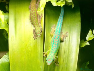 Gecko reptiles - Advert 22