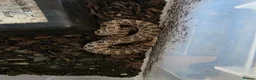 Snake reptiles for sale: Royal Pythons, Boa, Olive python Hoggies, Tortoise in Andover - Advert 15