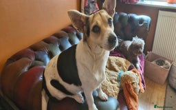 Jack Russell dogs for sale: Gorgeous adult female jack Russell  - Image 6