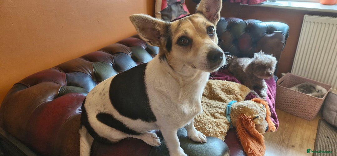 Jack Russell dogs for sale: Gorgeous adult female jack Russell  - Image 6