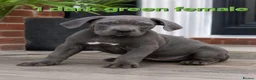 Cane Corso dogs for sale: Pure Cane corso need rehoming ready to leave now - Advert 8