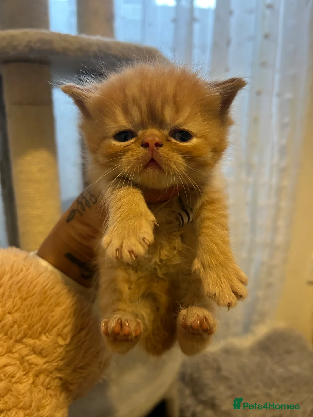 Persian cats for sale: Beautiful Persian baby’s  - Advert 4