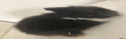 Lionhead rabbits for sale: 4 lion head rabbits 10 weeks old - Advert 3