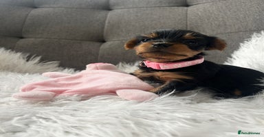 Yorkshire Terrier dogs - Advert 5