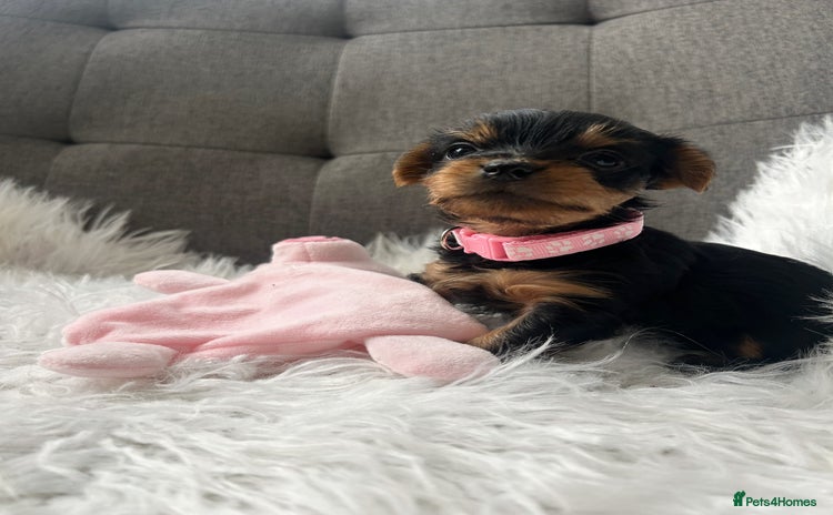 Yorkshire Terrier dogs - Advert 6