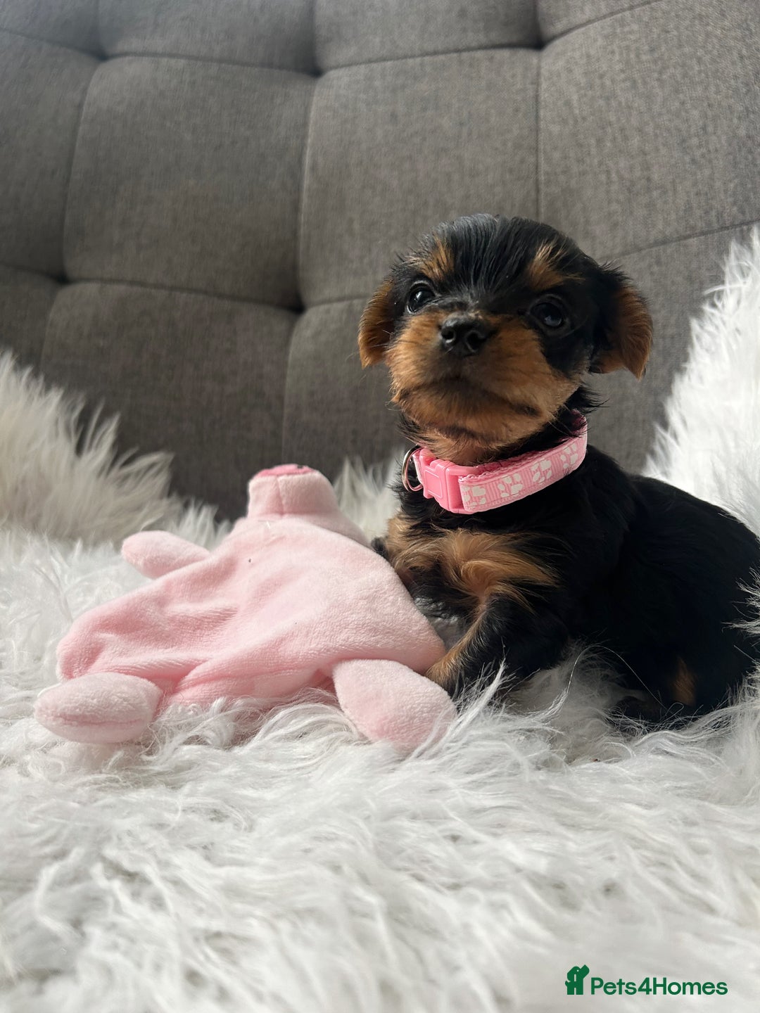 Yorkshire Terrier dogs for sale: Adorable Yorkshire Terrier Puppies✨ - Image 4