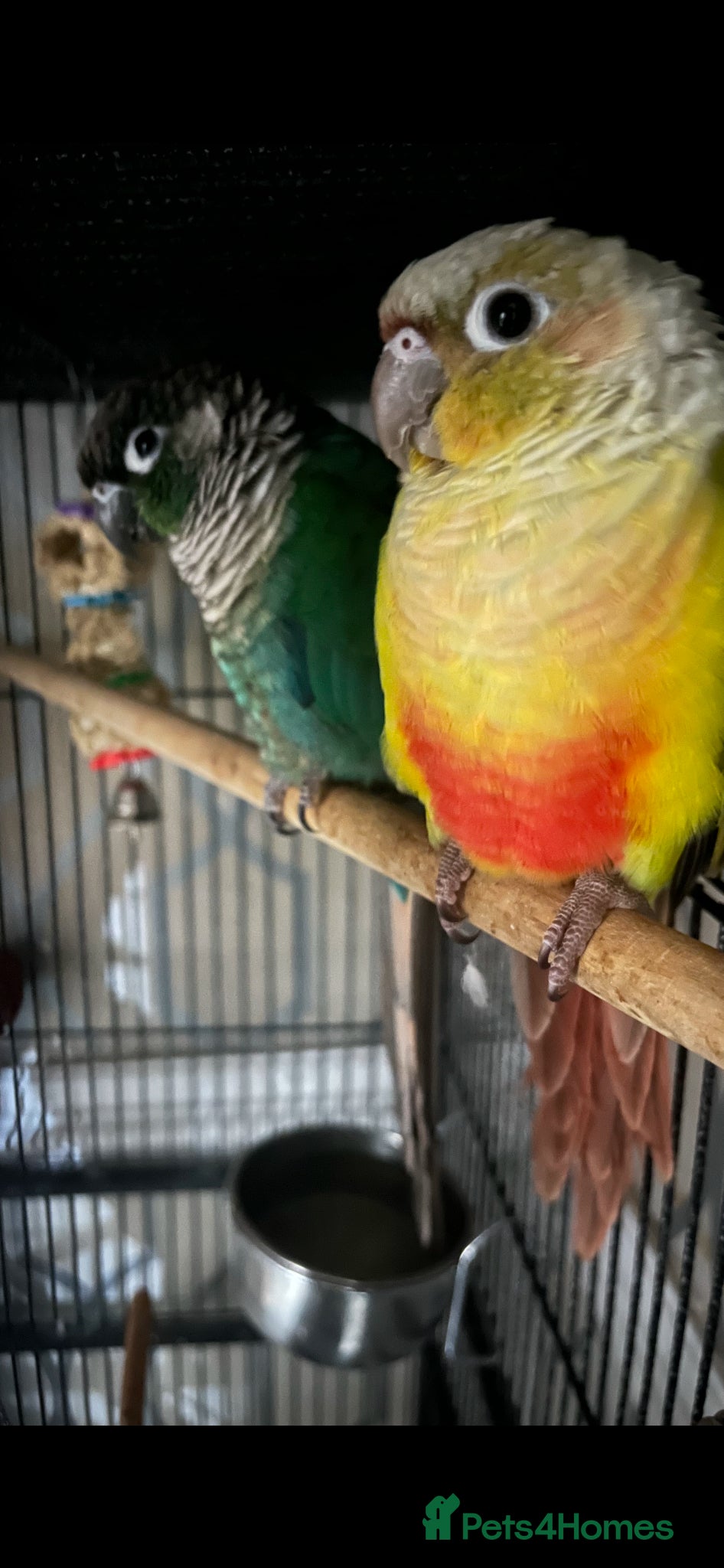 Conures birds breeding pair of green cheek conures with set up - Advert 1