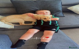Labrador Retriever dogs for sale: Labrador Retriever - Image 2