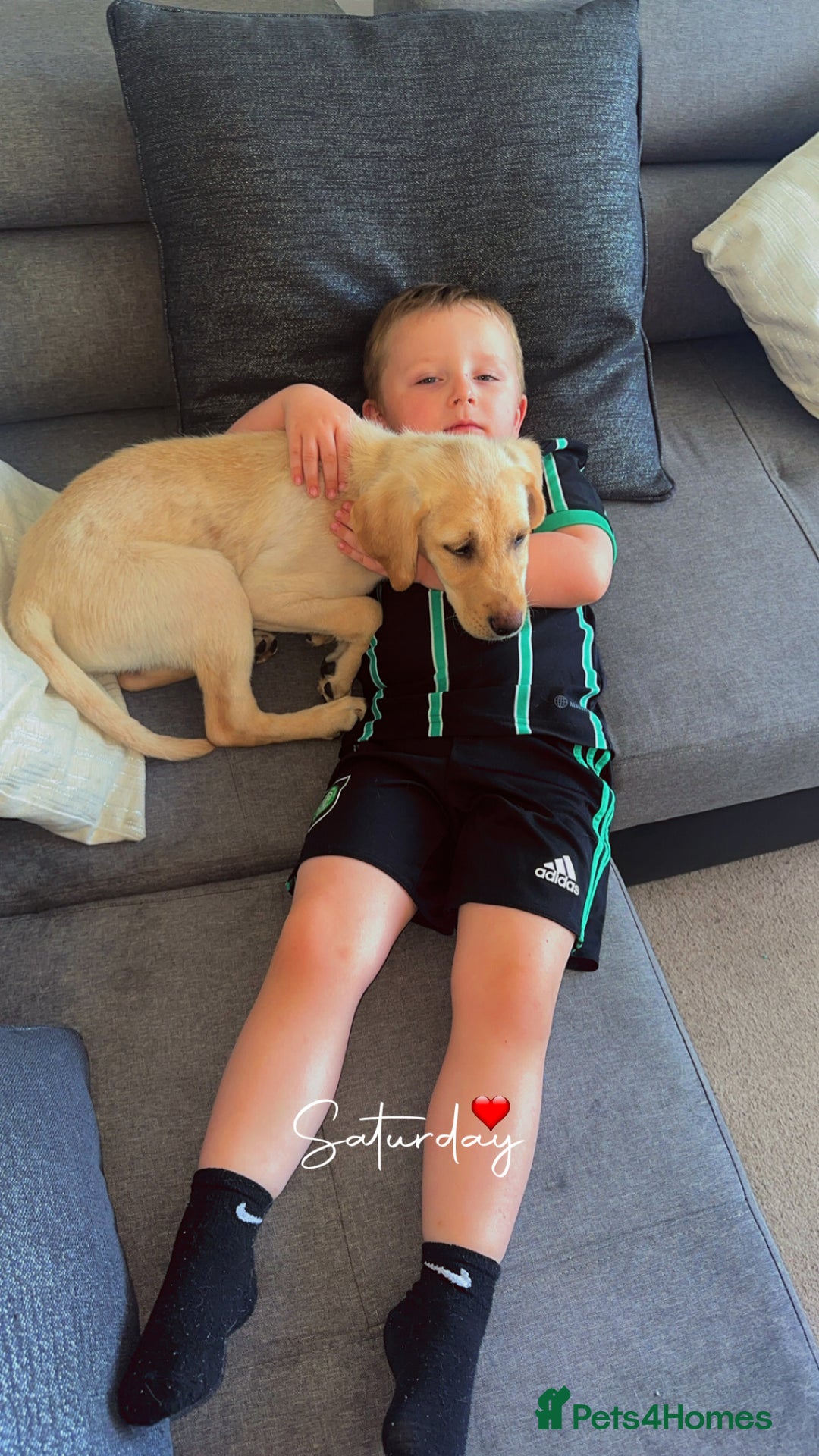 Labrador Retriever dogs for sale: Labrador Retriever - Image 2