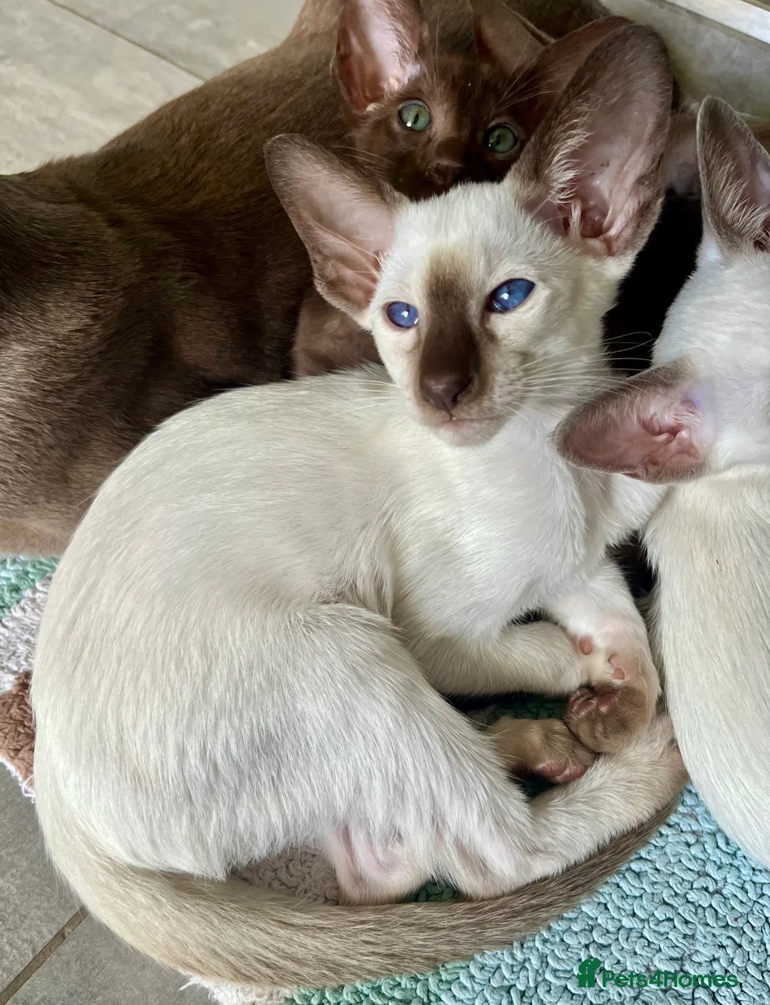 Siamese cats for sale: Supreme Pedigree Siamese kittens GCCF registered  - Advert 5
