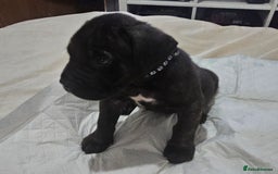 Cane Corso dogs for sale: Cane corsos  puppies  - Image 8