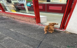 Cavapoo dogs for sale: Rare extensively health tested F1 cavapoos  - Image 38