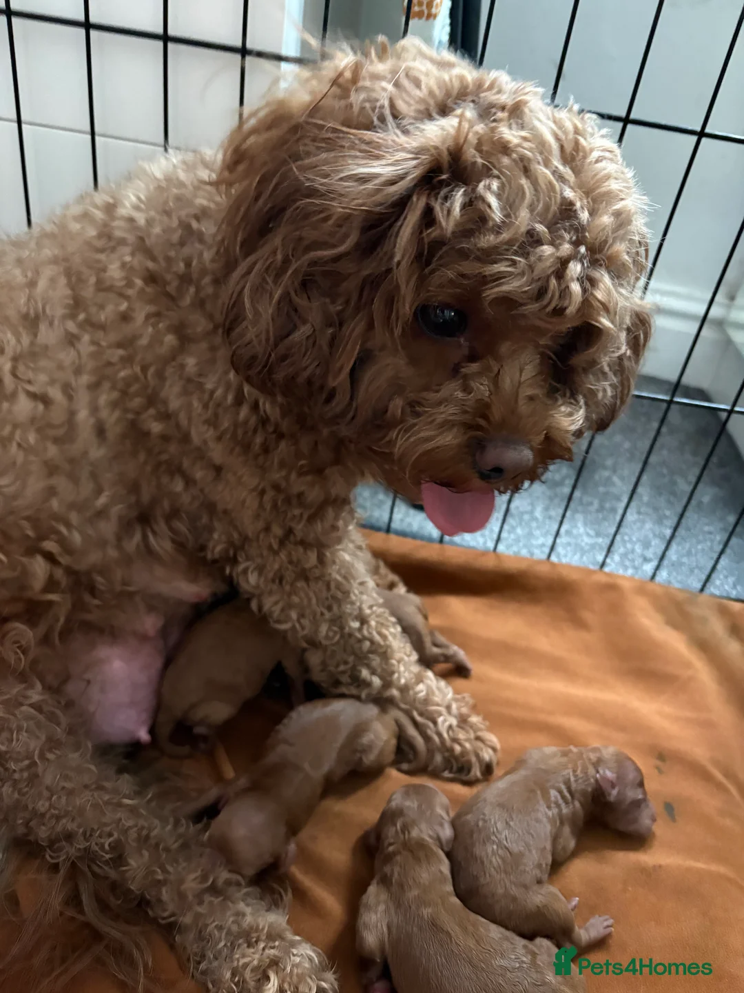 Cavapoo dogs for sale: Cavapoo F1bb  - Advert 1