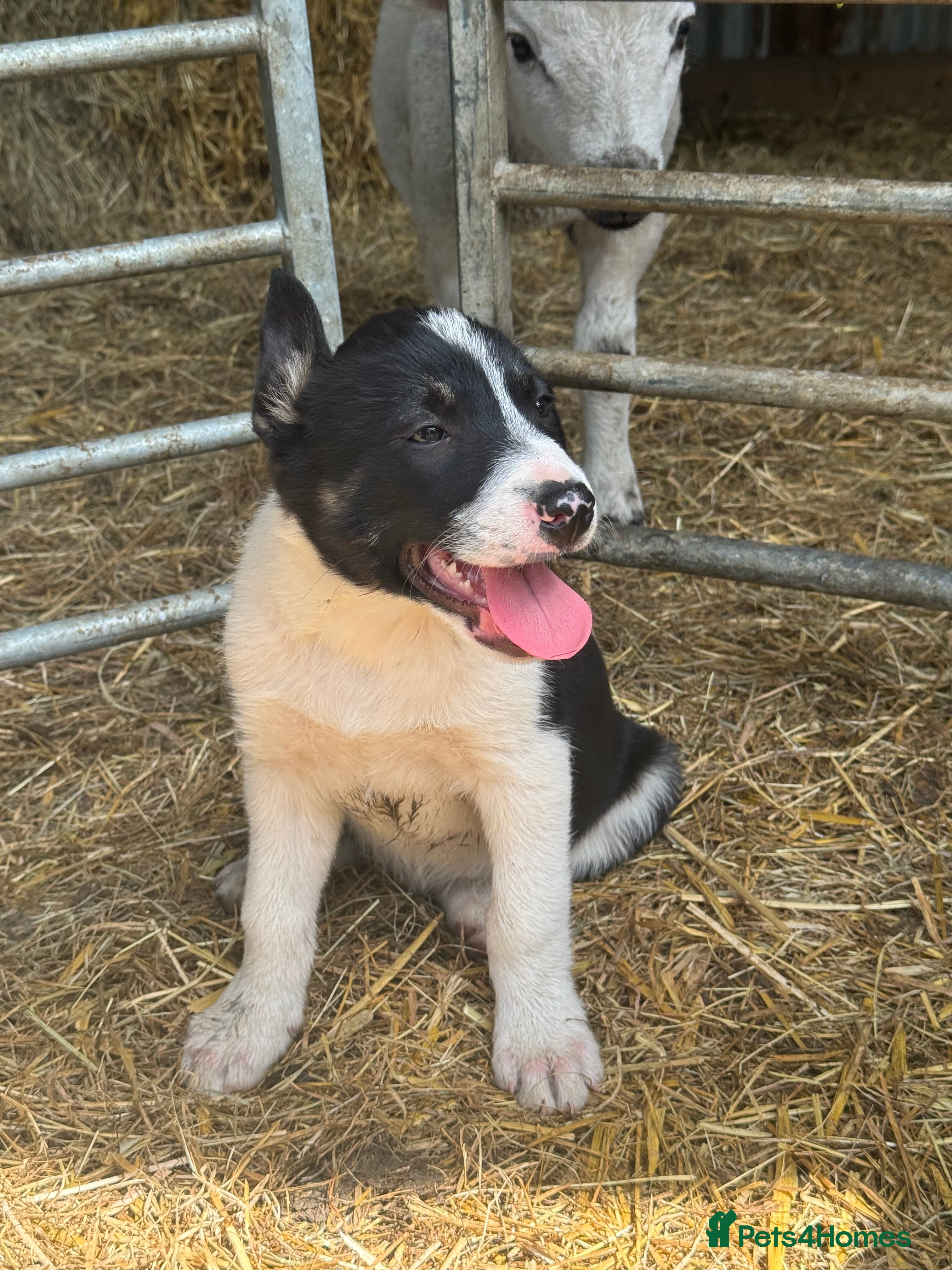 Smooth Collie dogs ISDS registered Collie Pups - Advert 2