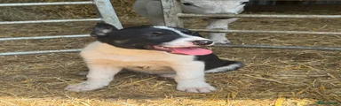 Smooth Collie Puppy 2