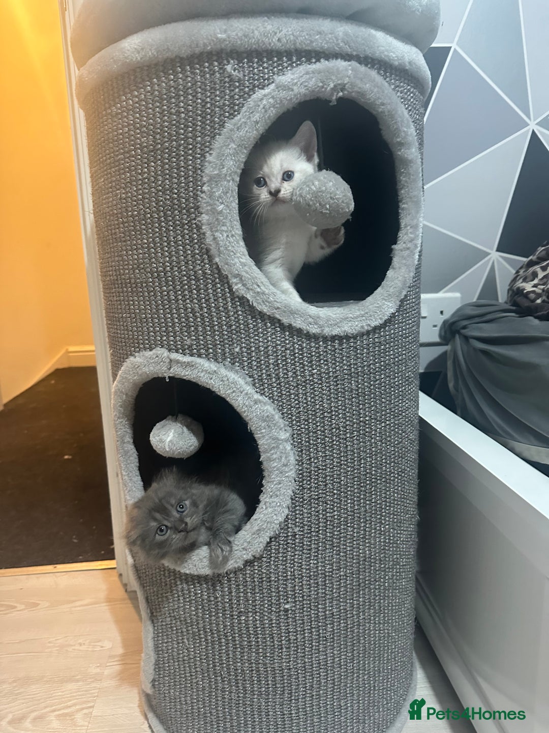 Scottish Fold cats for sale: Adorable playful scottish fold kittens  - Image 11