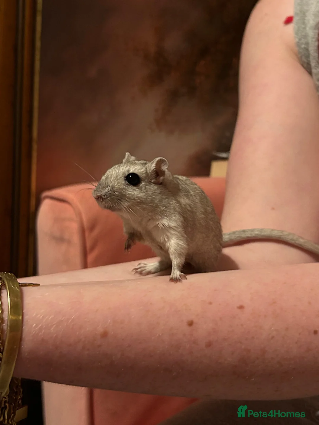 Gerbil rodents for sale: 2 female gerbils in Bristol - Advert 2