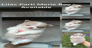 Pomeranian dogs - Advert 2