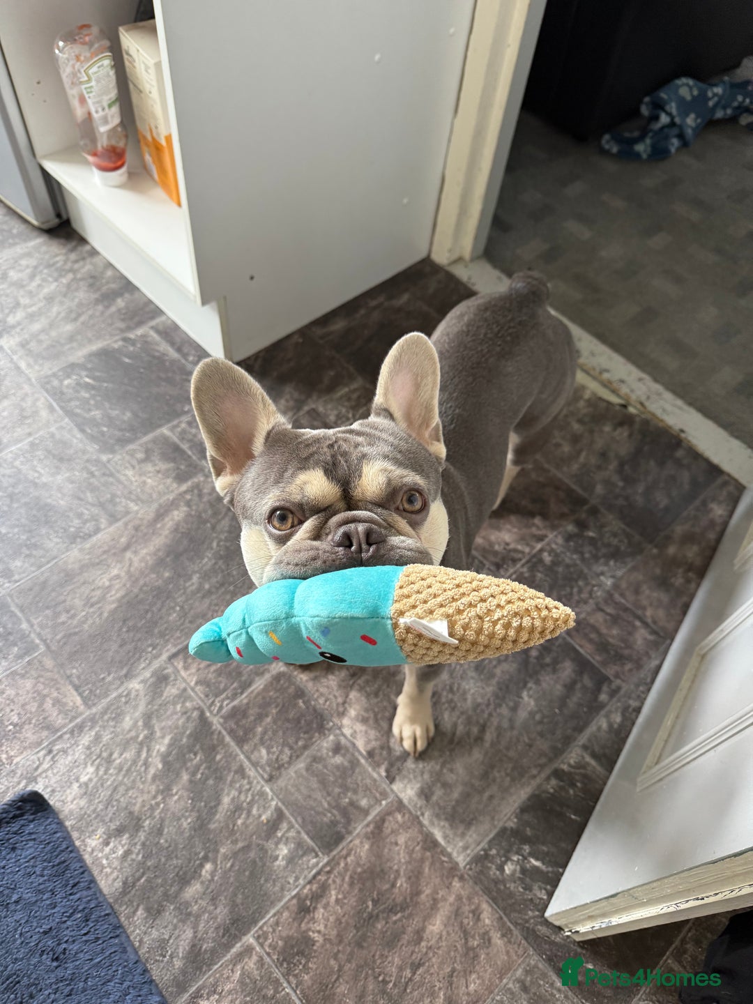 French Bulldog dogs for stud: KC Reg French Bulldog Lilac & Cream  - Image 10