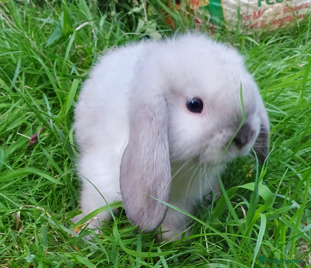 Mini Lop rabbits for sale: Friendly baby mini lops - vacc with Yurvac RHD2 - Image 4