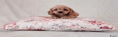 Cockapoo 7