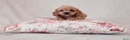 Cockapoo dogs for sale: Toy Teddy Bear Cockapoo Puppies - Advert 5