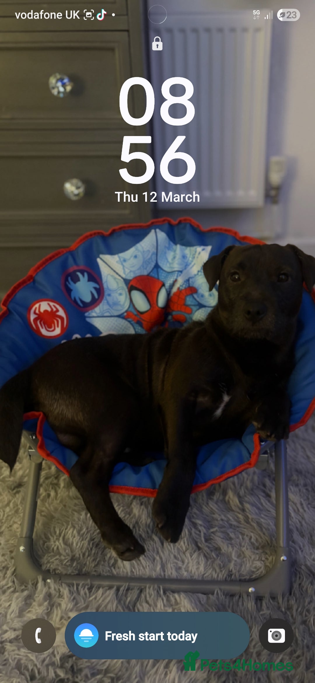 Patterdale Terrier dogs Patterdale terrier - Advert 1