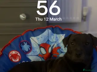 Patterdale Terrier dogs Patterdale terrier - Advert 1