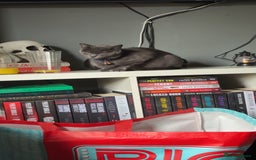 American Shorthair cats for sale: Mum& 3 week old kitten - Image 2