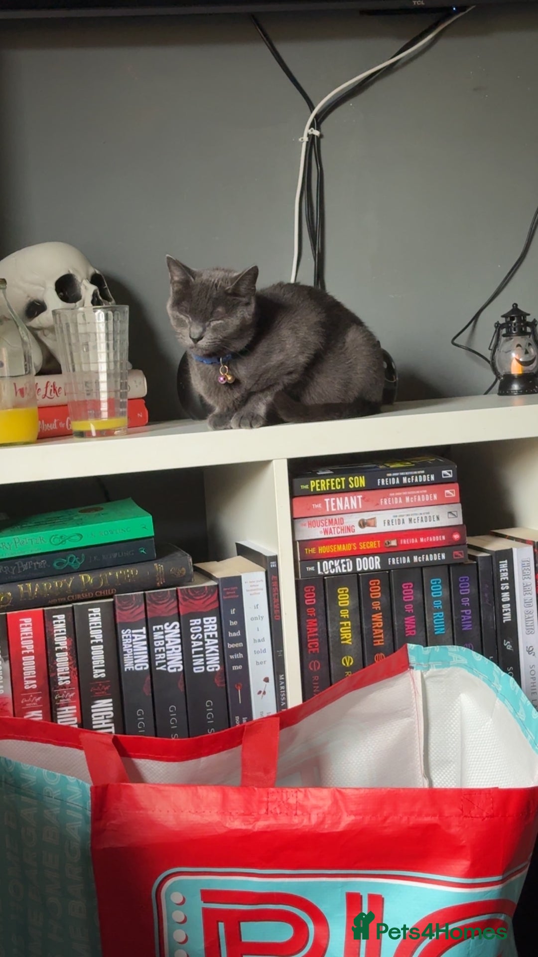 American Shorthair cats for sale: Mum& 3 week old kitten - Image 2