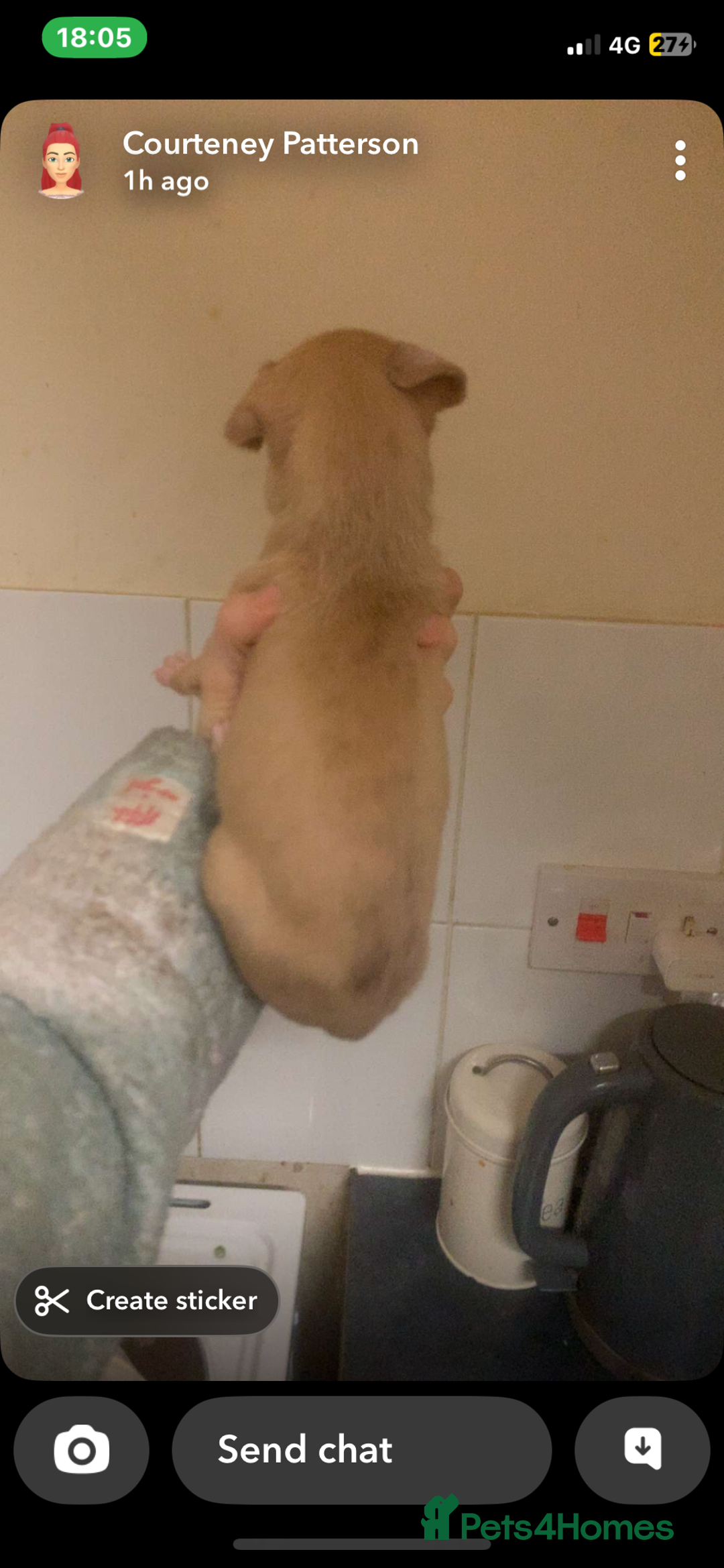 Mixed Breed dogs for sale: Merle Saluki Bull Collie Greyhound - Advert 12