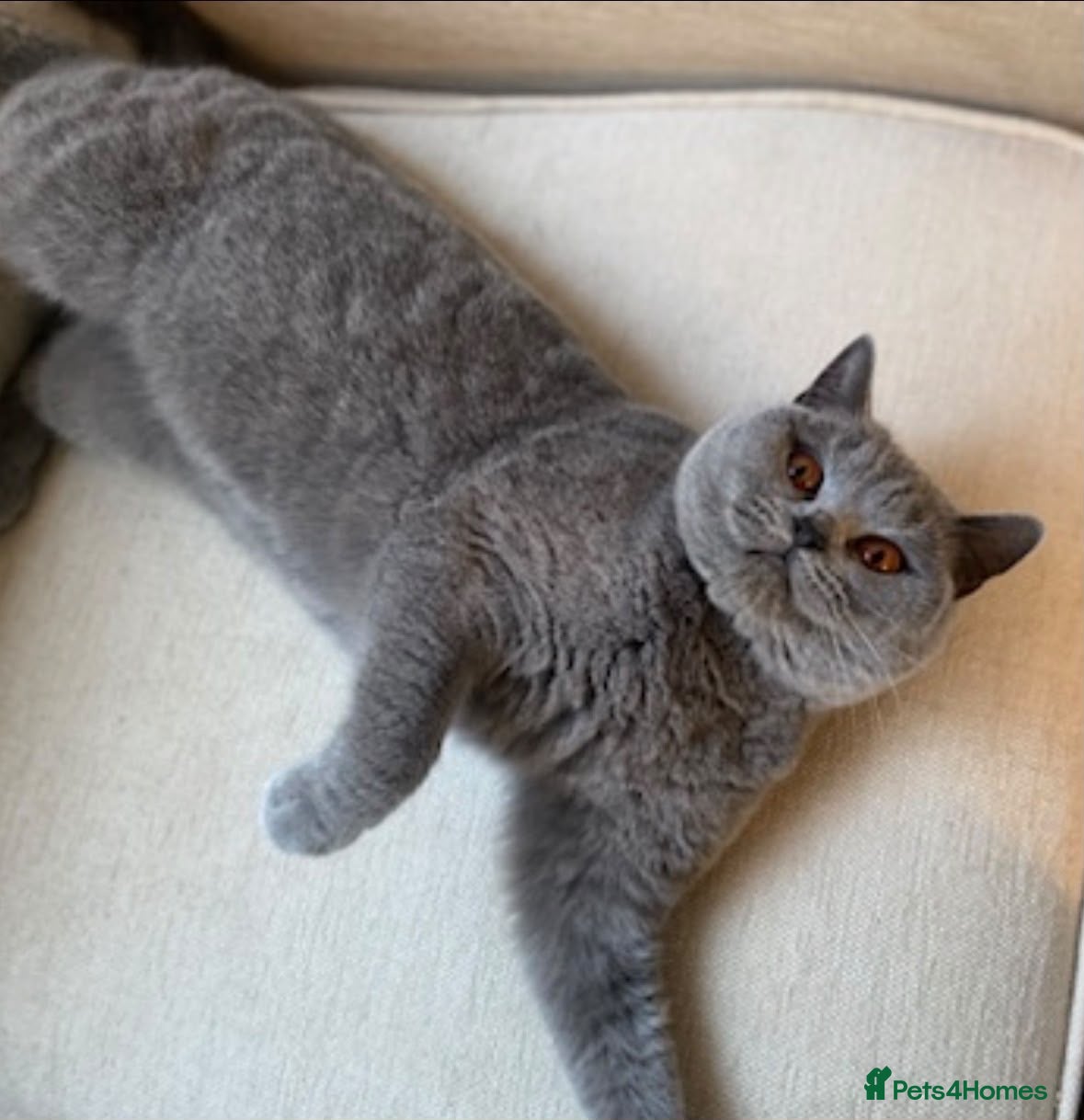 British Shorthair cats for sale: Stunning friendly Retired Queen  - Advert 1
