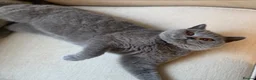 British Shorthair cats for sale: Stunning friendly Retired Queen  in Herne Bay - Advert 1