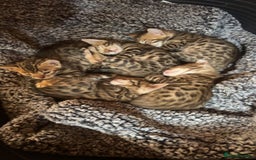 Bengal cats for sale: beautiful bengal kittens  - Image 3