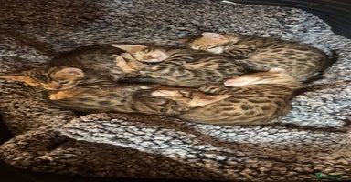 Bengal cats - Advert 6