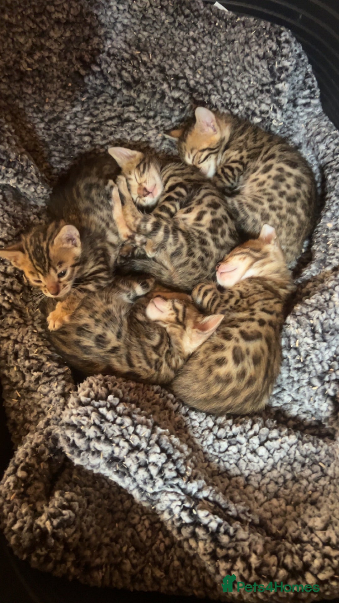 Bengal cats for sale: beautiful bengal kittens  - Image 3