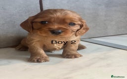 Mixed Breed dogs for sale: Beautiful litter of 6 cockalier pups - Image 7