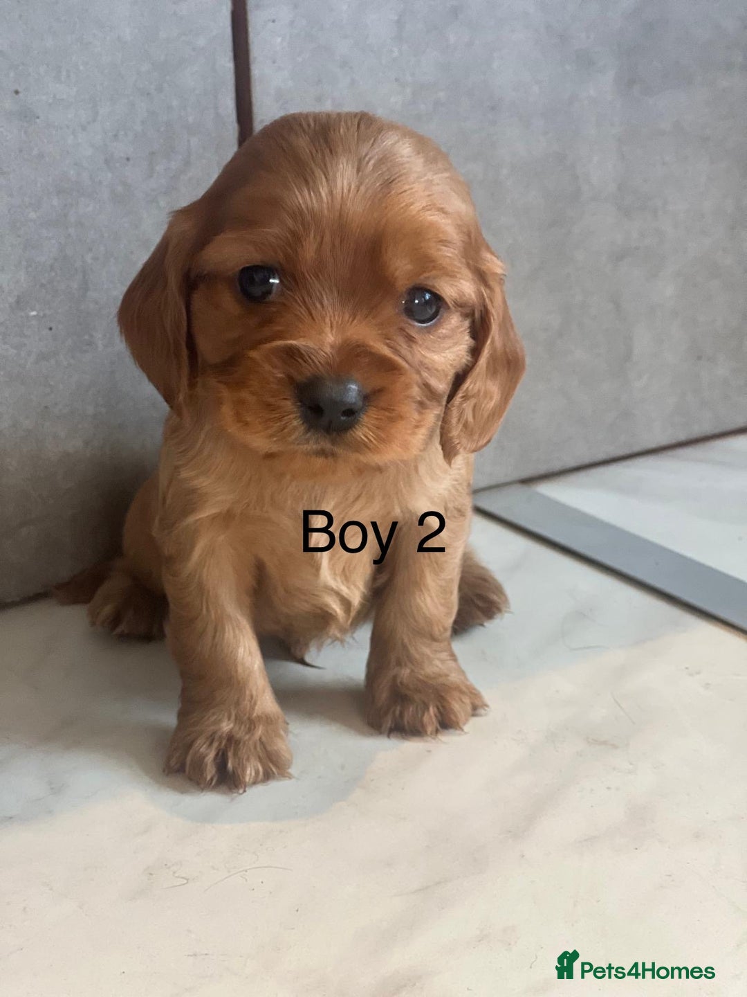 Mixed Breed dogs for sale: Beautiful litter of 6 cockalier pups - Image 7