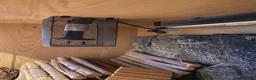 Bearded Dragon reptiles for sale: Bearded dragon free with the vivarium all included in Aberdeen - Advert 3