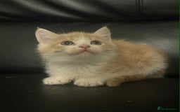 Mixed Breed cats for sale: Beautiful kittens READY NOW - Image 11