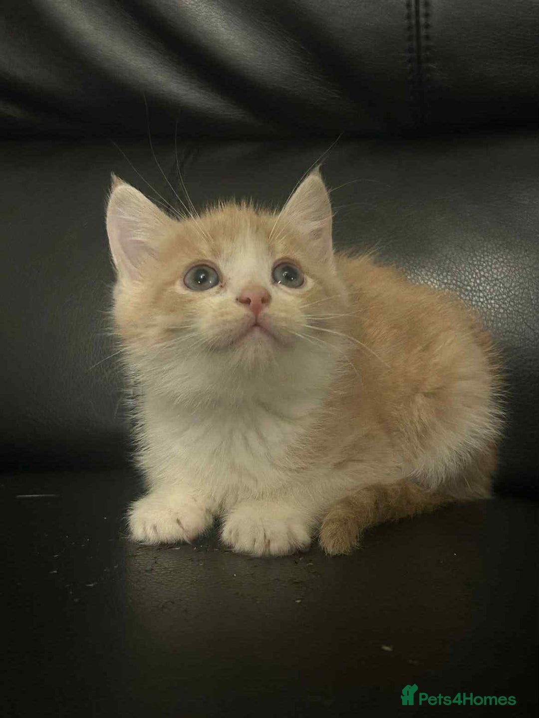 Mixed Breed cats for sale: Beautiful kittens READY NOW - Image 11