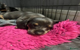 Dachshund dogs for sale: STUNNING dachshund puppies 2 boys 2 girls  - Image 9
