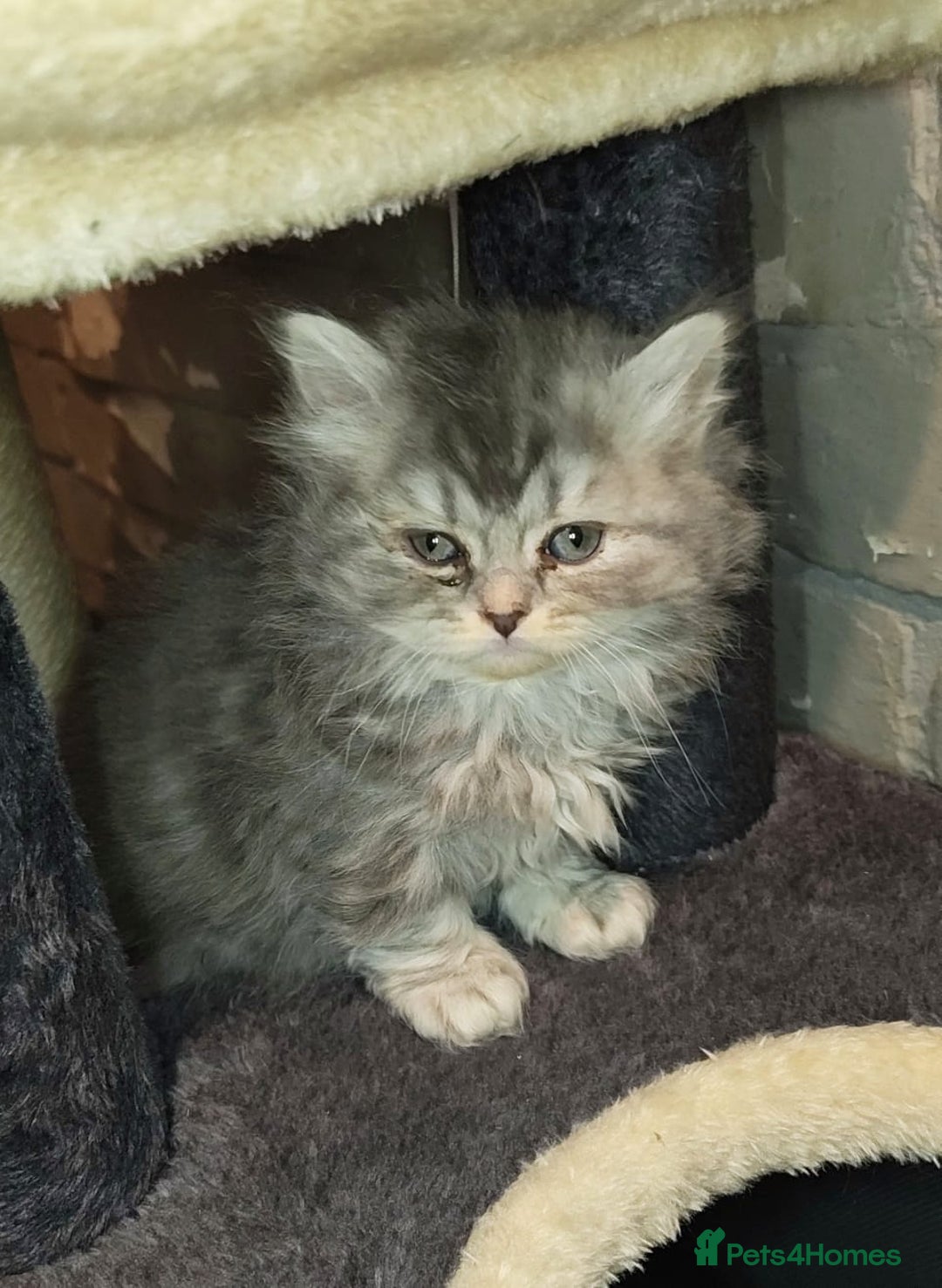 British Shorthair cats for sale: 8 BRITISH SHORTHAIR KITTENS GCCF REGISTERED  - Advert 12