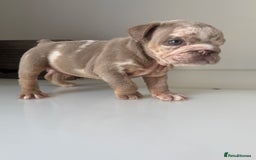 English Bulldog dogs for sale: 🏡 Ready to leave this Sunday 27.07.25 🏡 in Crawley - Image 21