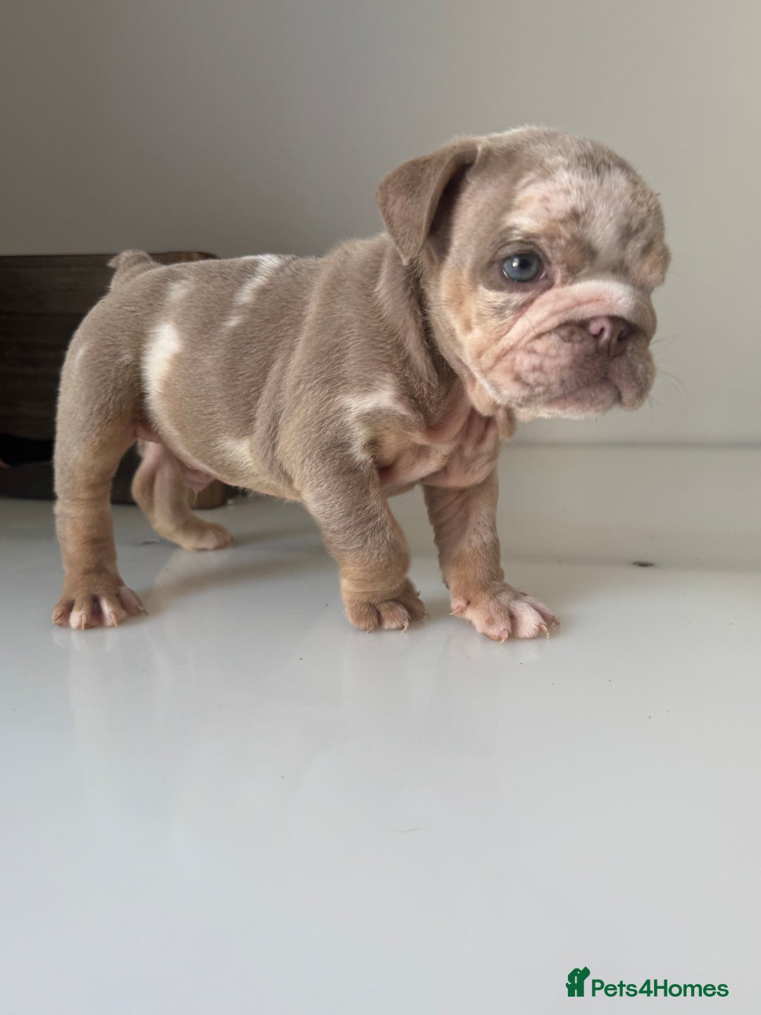English Bulldog dogs for sale: 🏡 Ready to leave this Sunday 27.07.25 🏡 in Crawley - Image 21